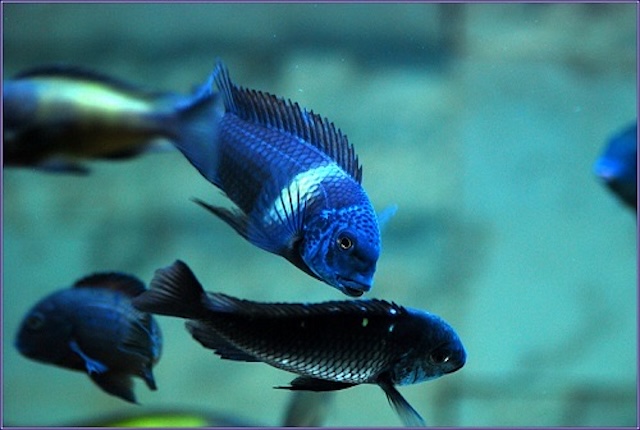 Kỹ thuật chăm sóc hàng ngày