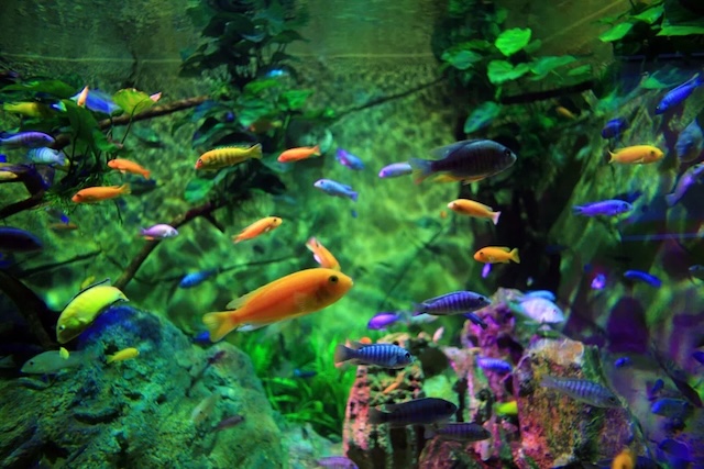 Sinh sản và nhân giống của cá Ali