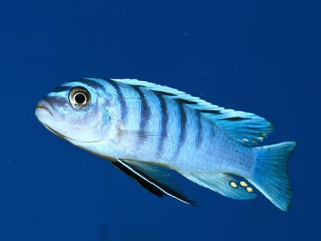 Bệnh thường gặp và cách phòng ngừa