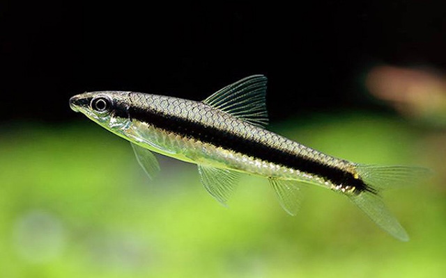 Nguồn gốc và đặc điểm nhận dạng cá bút chì Thái