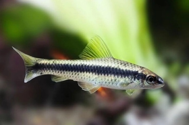 Chế độ dinh dưỡng đa dạng