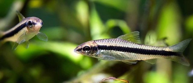 Sinh sản cá bút chì Thái