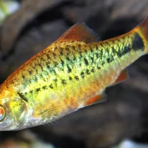 Cá Cân Cấn là gì?