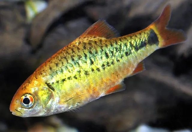 Cá Cân Cấn là gì?