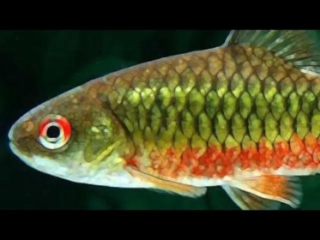 Thiết lập môi trường nuôi