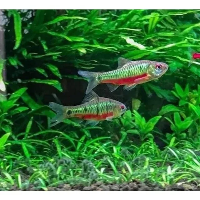 Kỹ thuật chăm sóc hằng ngày cho cá cân cấn