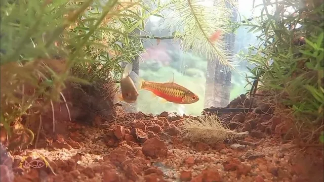 Mua bán và giá thành