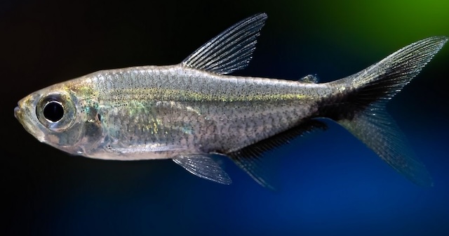 Nguồn gốc và đặc điểm nhận dạng cá cắt kéo