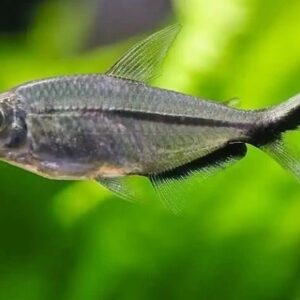 Kỹ thuật chăm sóc cá