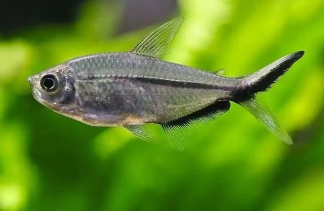 Kỹ thuật chăm sóc cá