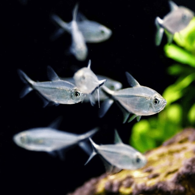 Sinh sản và nhân giống