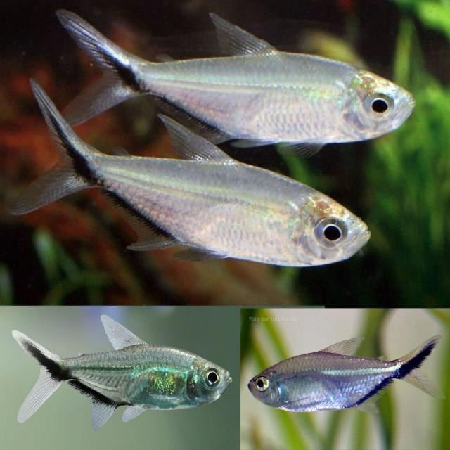 Bệnh thường gặp và cách phòng ngừa