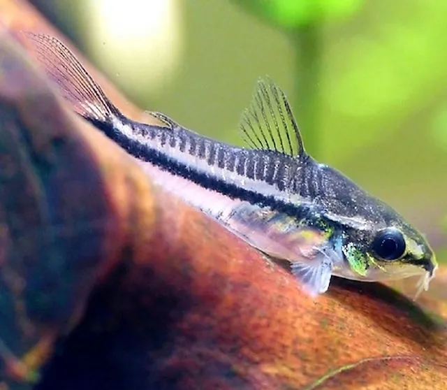 Đặc điểm nhận dạng và phân bố của cá Pygma