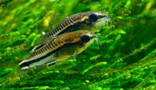 Thiết lập bể nuôi lý tưởng cho cá chuột Pygmy