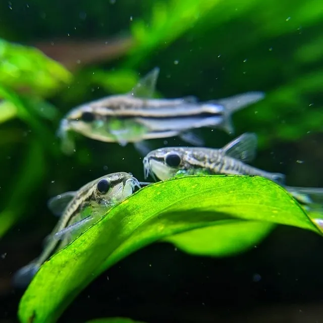 Kỹ thuật chăm sóc hàng ngày cho cá