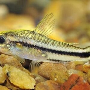 Sinh sản và nuôi cá con