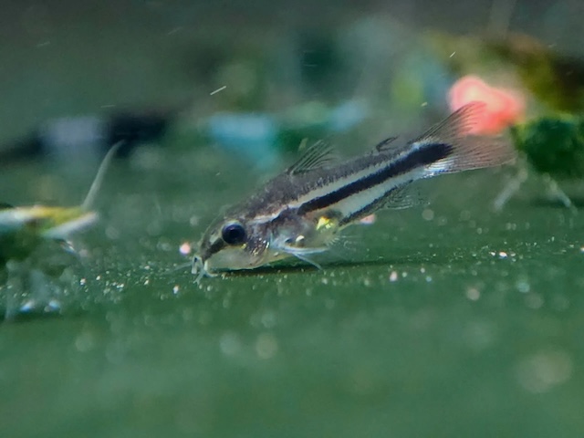 Mua bán và giá thành cá Pygmy