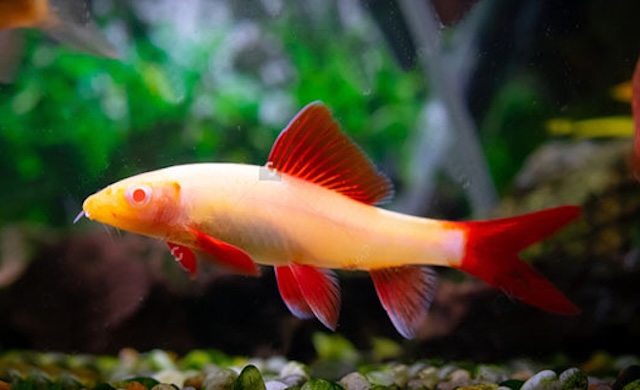 Đặc điểm nhận dạng và phân bố của cá chuột Thái