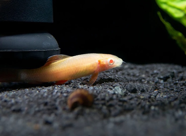 Thiết lập bể nuôi lý tưởng