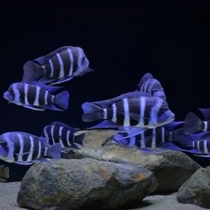 Cá Đầu Bò là gì?