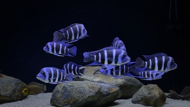 Cá Đầu Bò là gì?