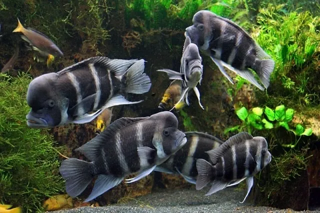 Đặc điểm hình thái và phân loại