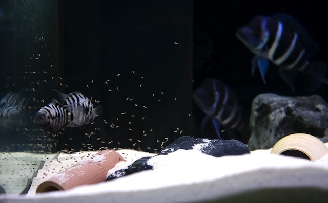 Thiết lập môi trường bể nuôi cho cá Đầu Bò