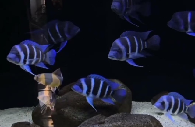 Kỹ thuật chăm sóc hằng ngày