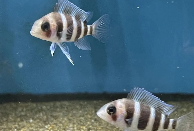 Bí quyết sinh sản và ấp trứng