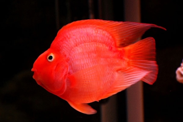 Đặc điểm nhận dạng và nguồn gốc cá hồng két