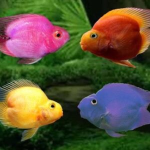 Chế độ dinh dưỡng cho cá