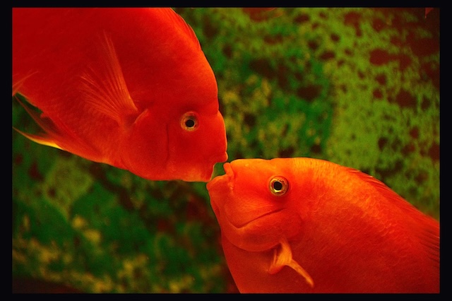 Sinh sản thử nghiệm cá hồng két