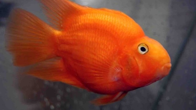 Bệnh thường gặp và phòng ngừa