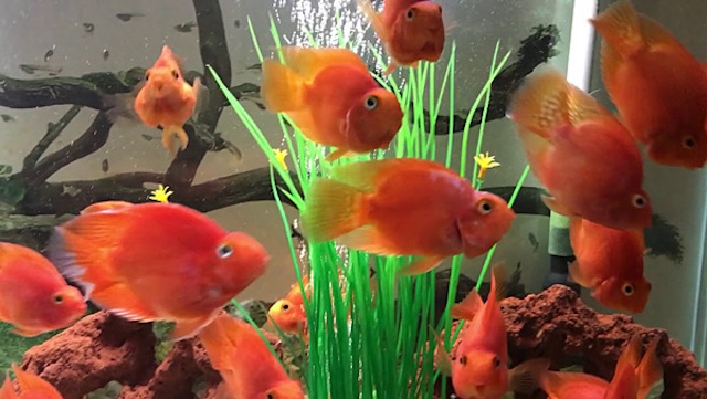 Mua bán và giá thành cá hồng két