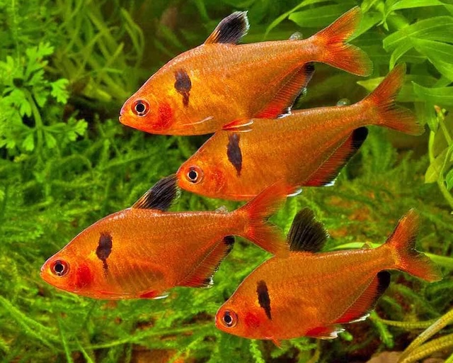 Đặc điểm nhận dạng và phân bố tự nhiên