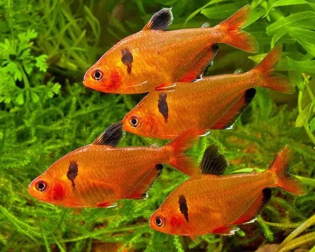 Mua bán cá hồng nhung và giá thành