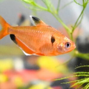 Thiết lập bể nuôi lý tưởng cho cá