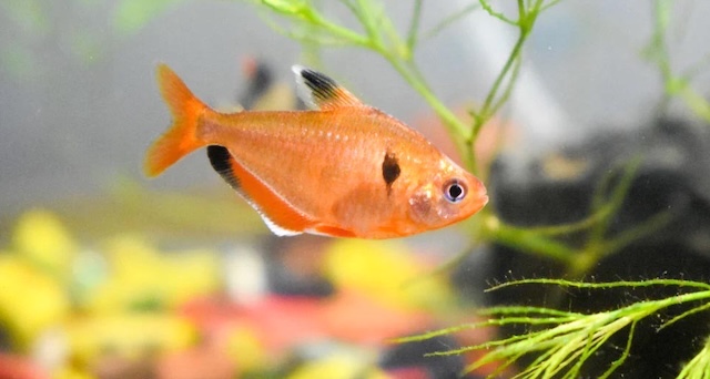 Thiết lập bể nuôi lý tưởng cho cá