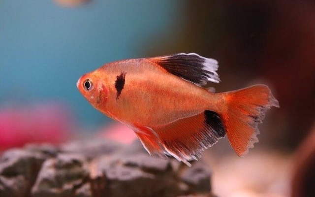 Sinh sản và chăm sóc cá con