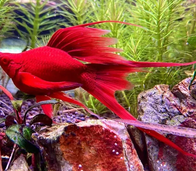 Đặc điểm nhận dạng cá huyết kiếm