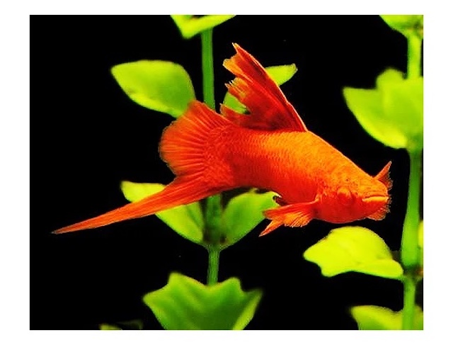 Thiết lập bể nuôi lý tưởng cho cá