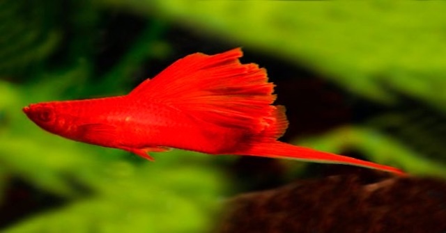 Chăm sóc cá hàng ngày