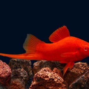 Sinh sản và nhân giống cá