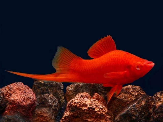 Sinh sản và nhân giống cá