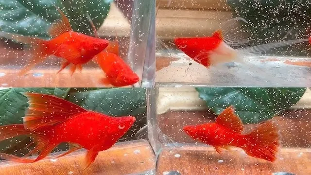 Bệnh thường gặp và phòng ngừa