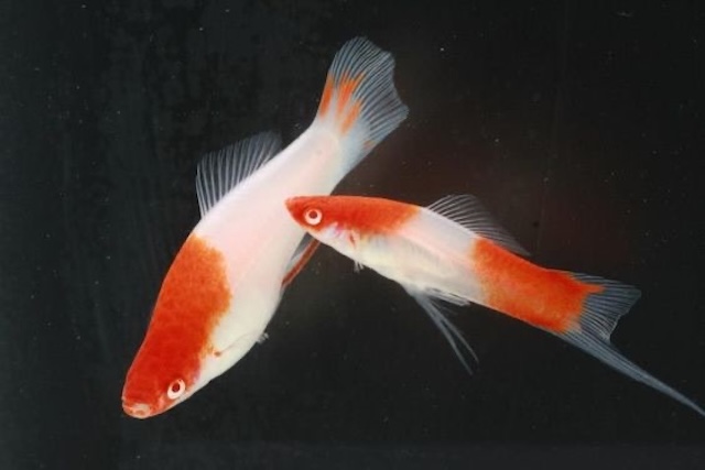 Đặc điểm nhận dạng cá kiếm coi