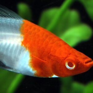 Thiết lập bể nuôi lý tưởng cho cá