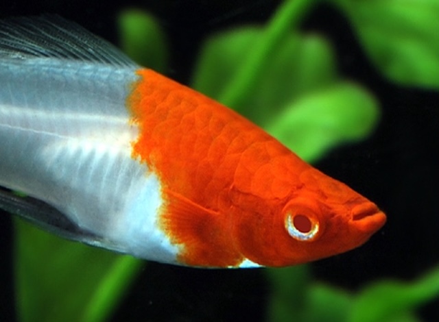 Thiết lập bể nuôi lý tưởng cho cá