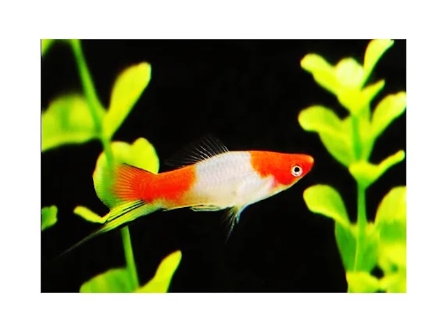 Chăm sóc cá hằng ngày