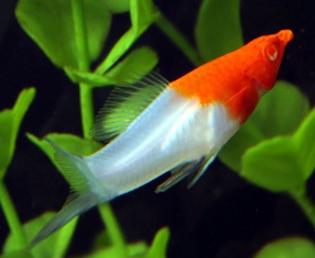 Sinh sản và nhân giống cá kiếm coi